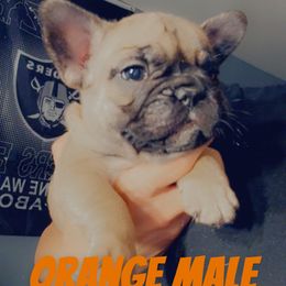 Orange - Fawn and white male French Bulldog puppy in Reno, Nevada from Silver State Bulldogs