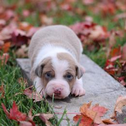 Dallas - White male Jack Russell Terrier puppy in West Bend, Iowa from Blue Skies Terriers