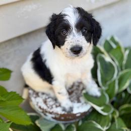 Matcha - White and black female Xoloitzcuintli puppy in Manitowoc, Wisconsin from Wonderland Kennel