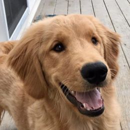 Golden Retrievers from Cheshire Goldens