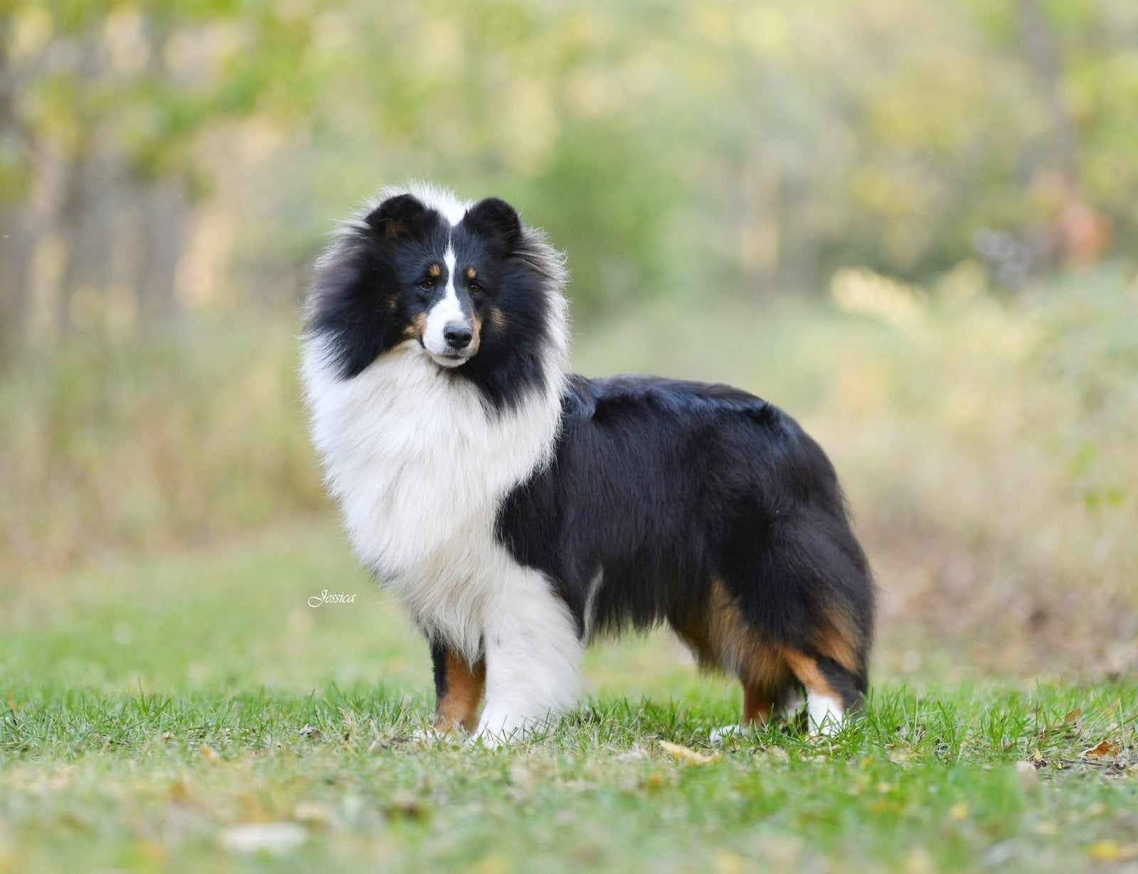 Shellie Dogs DaZee Shelties in Missouri | Shetland Sheepdog puppies | Good Dog