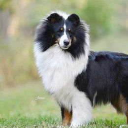 Shetland Sheepdogs from DaZee Shelties