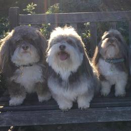 Havanese from Golden State Havanese