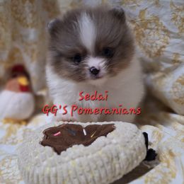 Autumn now Sedai - Blue merle female Pomeranian puppy in Oologah, Oklahoma from GG's Pomeranians