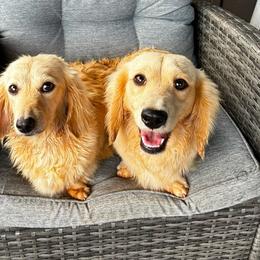 Dachshund puppies from Mountain Farm Dachshunds