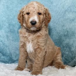 Shay - Apricot female Goldendoodle puppy in Cherry Creek, New York from Doodles Pups of NY