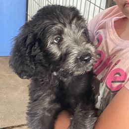 Ray - Black male Labradoodle puppy in Craig, Nebraska from Top Knot Companions Poodles and Labradoodles