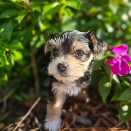 Maltese, Morkie, and Yorkshire Terrier Puppies from Fluff Town Puppies, LLC