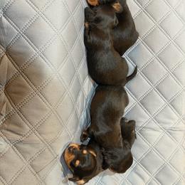 Charlie - Black and tan male Dachshund puppy in Florence County, South Carolina from Modern Family Standards