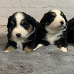 Miniature Australian Shepherds from Desert Bloom Ranch