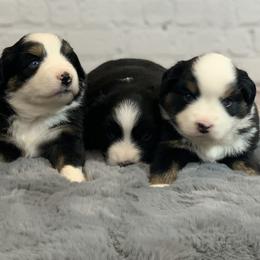 Miniature Australian Shepherds from Desert Bloom Ranch