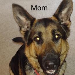 German Shepherd Puppies from Elaina's German Shepherds