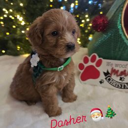 Dasher - Red  male Goldendoodle puppy in Bristol, Tennessee from 4goldendoodles