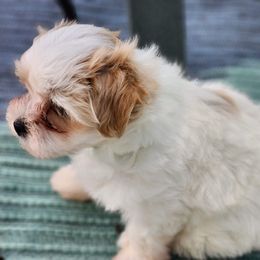 Maltese Puppies from My Precious pups