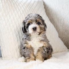 Opal - female Australian Mountain Doodle puppy in Salem, Utah from Go West Mini Aussies
