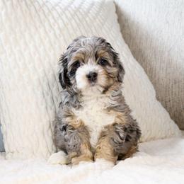 Opal - female Australian Mountain Doodle puppy in Salem, Utah from Go West Mini Aussies