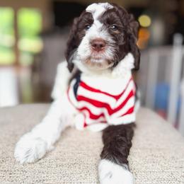 Holstein - Parti male Goldendoodle puppy in New Harmony, Indiana from Cottonwood Farms