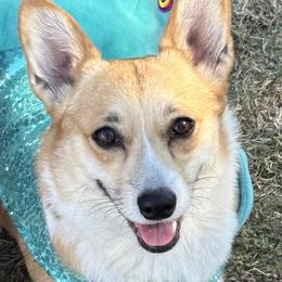 Pembroke Welsh Corgis from London Bridge Corgis