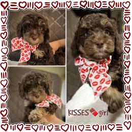 KISSES - Brown and white female Aussiedoodle puppy in Houston, Texas from Jomelkin Furry Pals