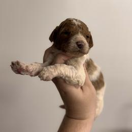 Dolly - Parti female Poodle puppy in Osyka, Mississippi from Southern Sunshine Standards