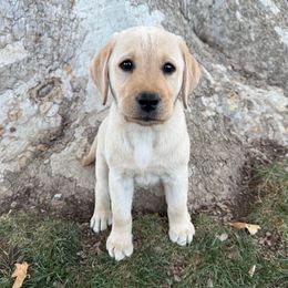 Blue Collar Male - Yellow male Labrador Retriever puppy in Modesto, California from O’Brien Labrador Retrievers