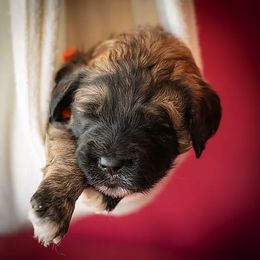 Bernedoodle and Goldendoodle Puppies from Grace Filled Golden’s