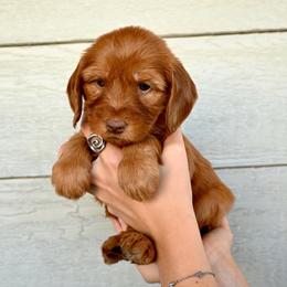 Girl 3 - female Goldendoodle puppy in Belgrade, Montana from Best Friend Doodles