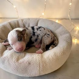 Zephyr - Blue merle male Australian Shepherd puppy in Statesville, North Carolina from Charming Australian Shepherds