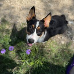 Wayne - American Corgi