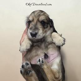 Tanner - Cream male Dachshund puppy in Oklahoma City, Oklahoma from OkieDoxieland Dachshunds