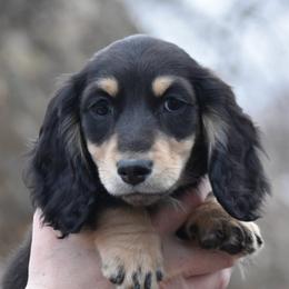 Mickey - Black and cream male Dachshund puppy in Hebron, Indiana from MCS Dachshunds