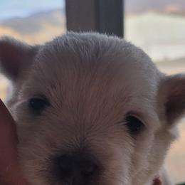 Boy 3 - White male West Highland White Terrier puppy in Cedaredge, Colorado from Bloom Puppies