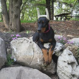 Doberman Pinscher Puppies from Laurel Vail