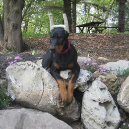 Doberman Pinscher Puppies from Laurel Vail