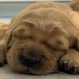 Kona - Dark golden female Golden Retriever puppy in Artesia, California from Journey Bound Goldens