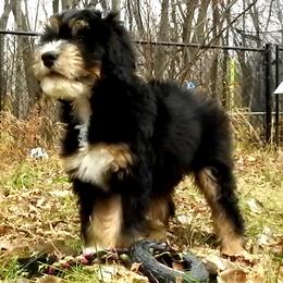 Bernedoodle, Goldendoodle, and Sheepadoodle Puppies from Country Meadow Doodles