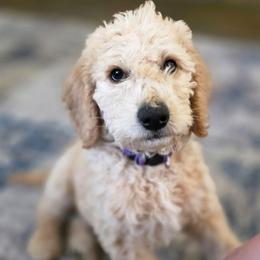 Bud (purple collar) - Cream male Double Doodle puppy in Oceanside, California from Strong Mountain Doodles