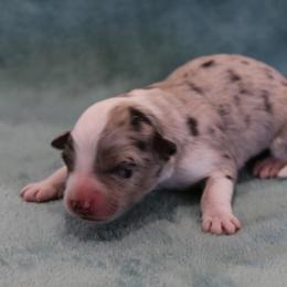 River - Blue merle female Miniature Australian Shepherd puppy in Weatherford, Texas from Ridgestar Aussies