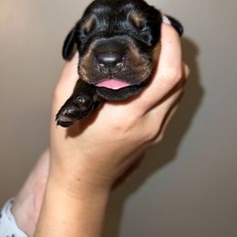 Doberman Pinscher Puppies from Ludic Kennels