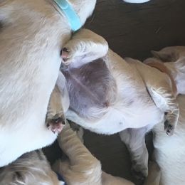Golden Retriever Puppies from Dale Hollow Goldens