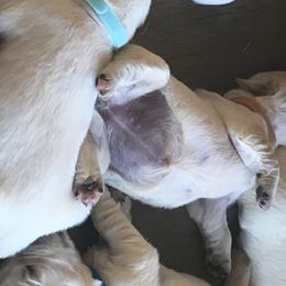 Golden Retriever Puppies from Dale Hollow Goldens