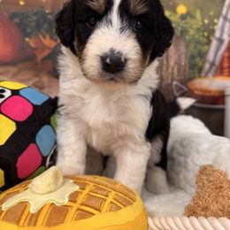 McLaren - Black tri-color female Aussiedoodle puppy in Dickerson, Maryland from Pawsome Aussie Doodles and Oodles