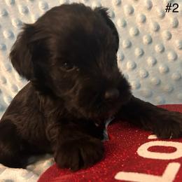 Male 1 - Black male Miniature Schnauzer puppy in Granville, Ohio from Shull Mini Schnauzers