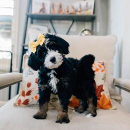 Leslie - Tri-color female Bernedoodle puppy in Murray, Utah from Sun Valley Doodles