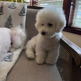 Bichon Frise puppies from Lyudmyla Loves Puppies