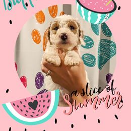 Boy 1 - Goldendoodle puppy in Ohio from Mini Doodle Buddies