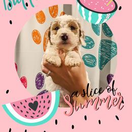 Boy 1 - Goldendoodle puppy in Ohio from Mini Doodle Buddies