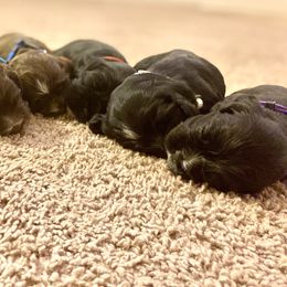 Cocker Spaniel Puppies from Hunt Crest Cockers