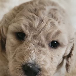 Goldendoodle Puppies from Americana Paws