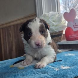Bruno - Red male Border Collie puppy in Gary, Indiana from Lake Ridge Border Collies